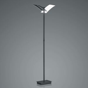 HELL LED stojací lampa Dual ze železa černá 182 cm CCT